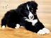 PoulaTo: Boarder Coli x Husky, star 5 tjedana.
